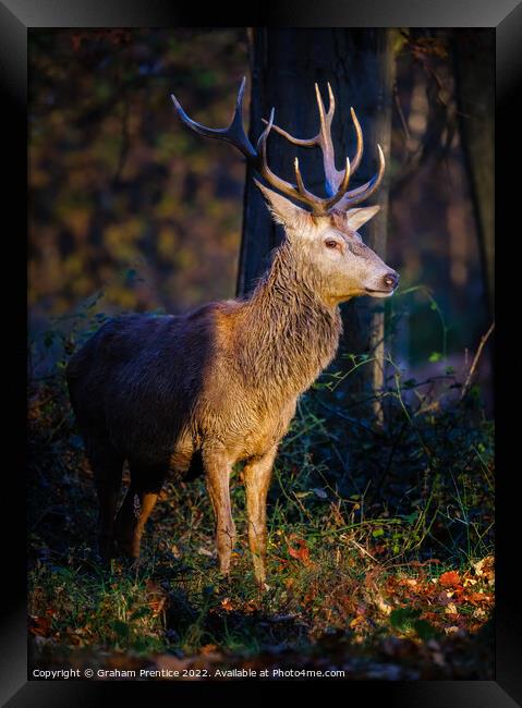 Magnificent Red Deer Stag Framed Print by Graham Prentice
