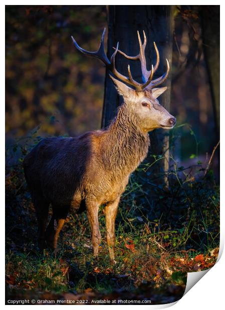 Magnificent Red Deer Stag Print by Graham Prentice