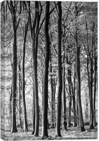 woodland in monochrome  Canvas Print by Simon Johnson