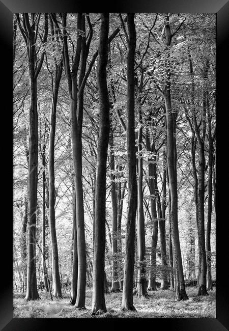 woodland in monochrome  Framed Print by Simon Johnson
