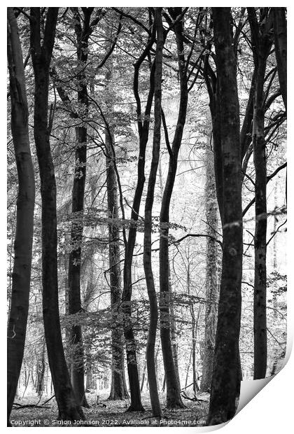 woodland Print by Simon Johnson