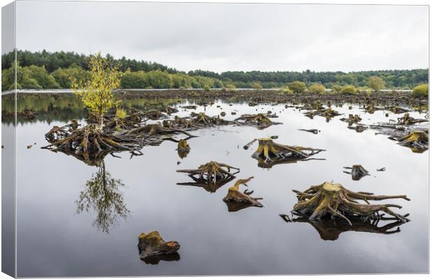 Reflections of Blakemere Moss Canvas Print by Jason Wells