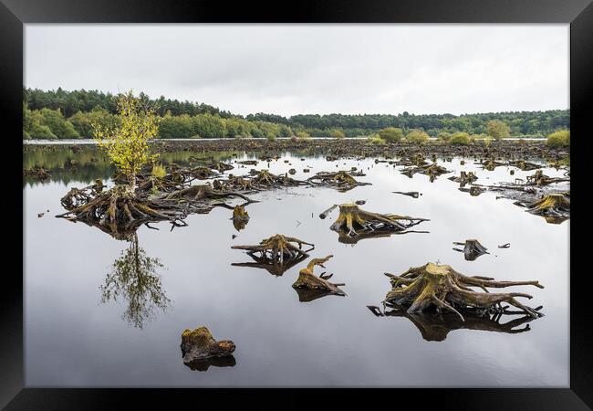 Reflections of Blakemere Moss Framed Print by Jason Wells