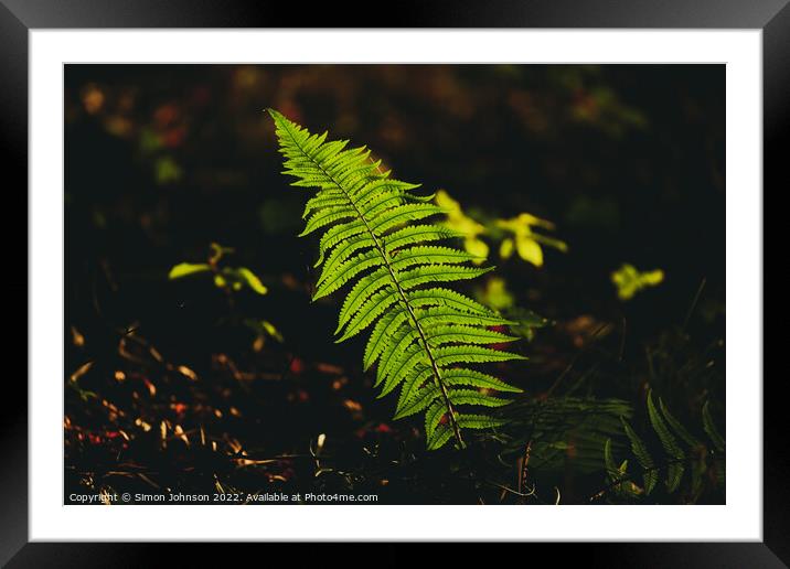 sunlit fern Framed Mounted Print by Simon Johnson