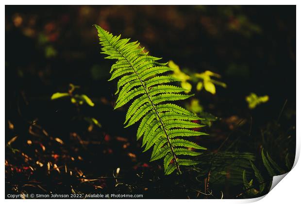 sunlit fern Print by Simon Johnson