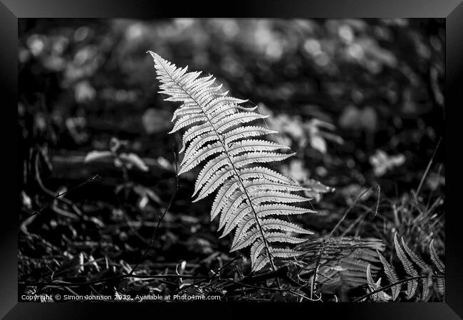 Plant leaves Framed Print by Simon Johnson