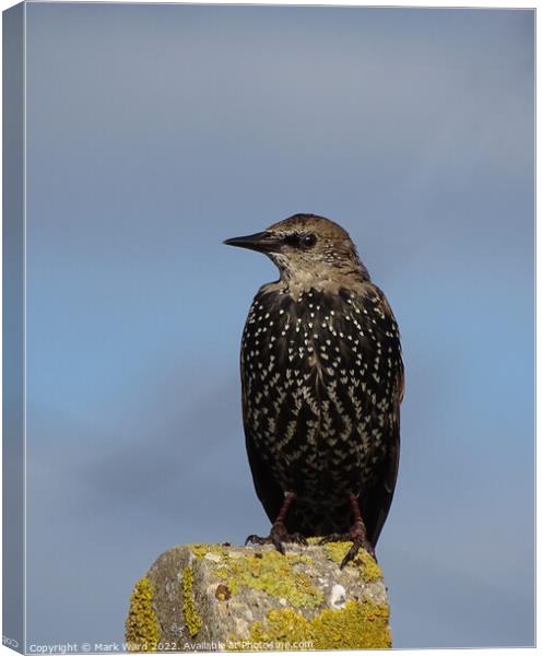The humble yet beautiful Starling Canvas Print by Mark Ward