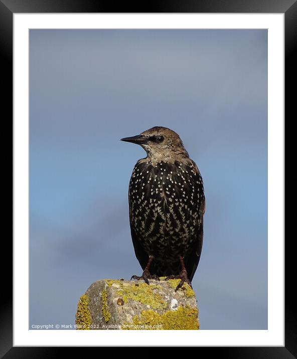 The humble yet beautiful Starling Framed Mounted Print by Mark Ward