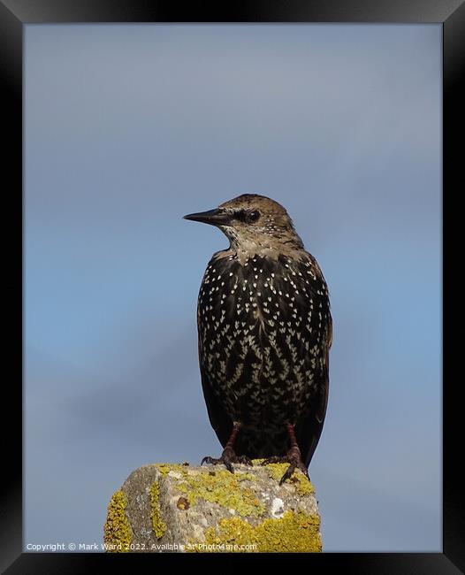 The humble yet beautiful Starling Framed Print by Mark Ward