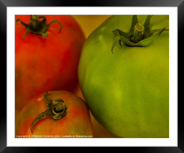 The Three Tomatoes Framed Mounted Print by STEPHEN THOMAS