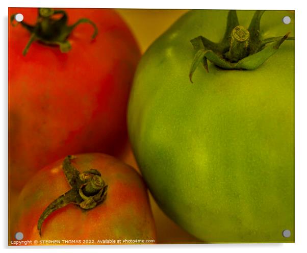 The Three Tomatoes Acrylic by STEPHEN THOMAS