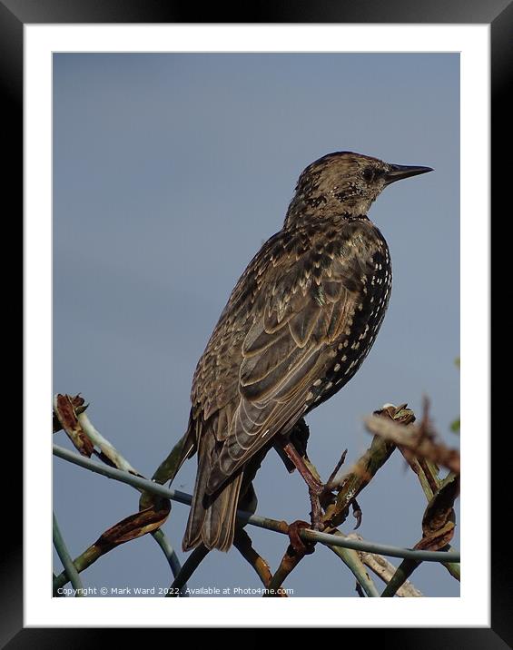 Starling. Framed Mounted Print by Mark Ward