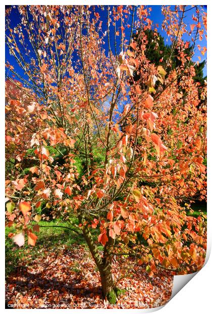 Autumn Colour Print by Simon Johnson