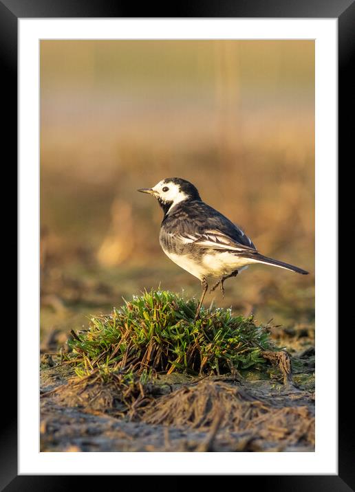 Pied wagtail (Motacilla alba) Framed Mounted Print by chris smith