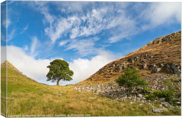 Sycamore Gap in Northumberland, UK Canvas Print by Heather Athey