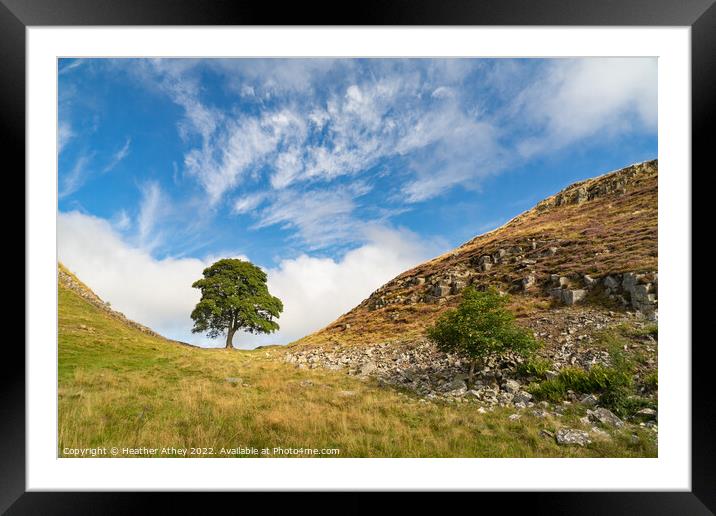 Sycamore Gap in Northumberland, UK Framed Mounted Print by Heather Athey