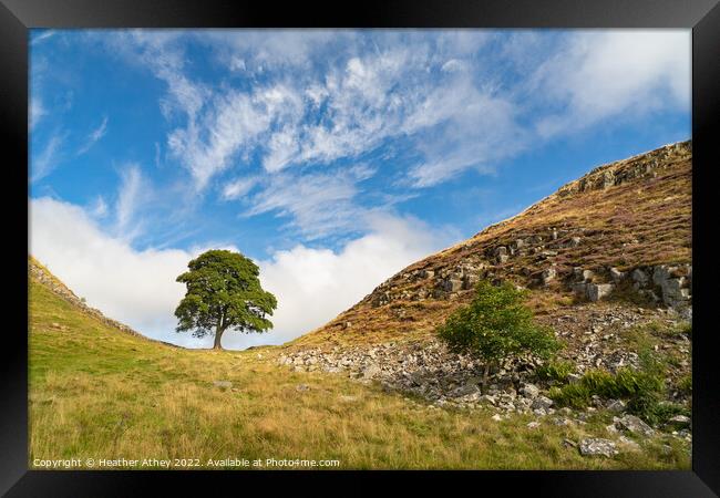 Sycamore Gap in Northumberland, UK Framed Print by Heather Athey