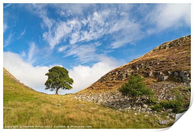 Sycamore Gap in Northumberland, UK Print by Heather Athey