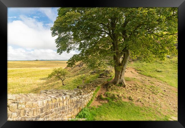 Sycamore Gap on The Hadrian's Wall trail Framed Print by Heather Athey