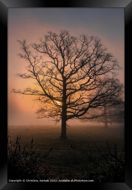 Sun rising out of mist behind large Oak Tree Framed Print by Christine Kerioak