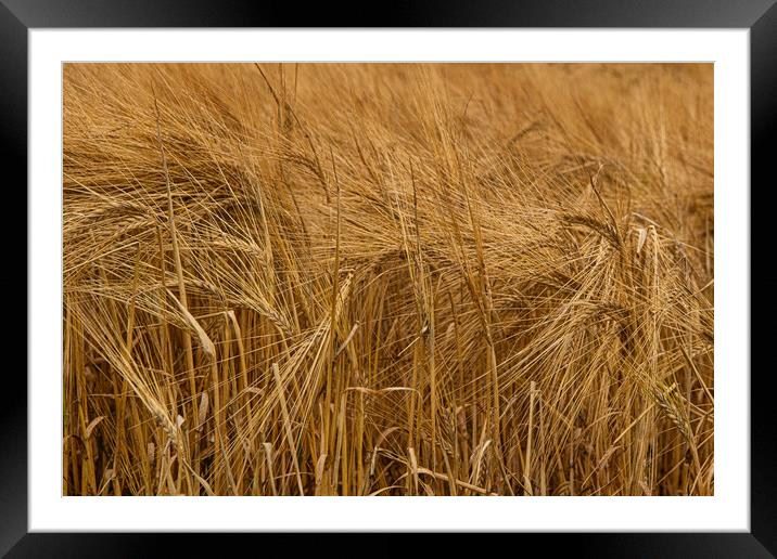 Golden Barley Framed Mounted Print by kathy white