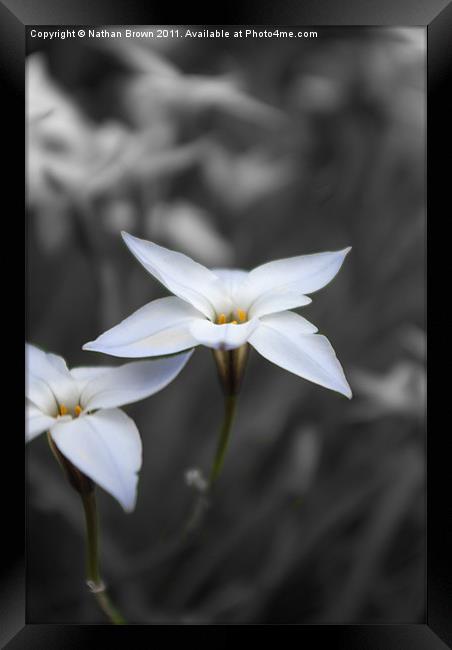 Flower Framed Print by Nathan Brown