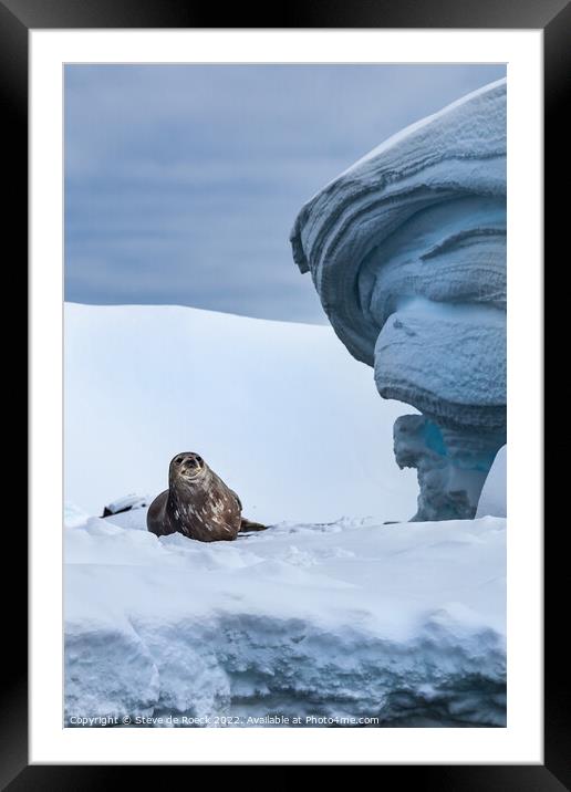 Weddel Seal At Home Framed Mounted Print by Steve de Roeck