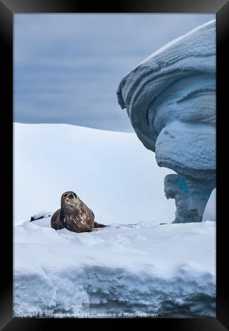 Weddel Seal At Home Framed Print by Steve de Roeck