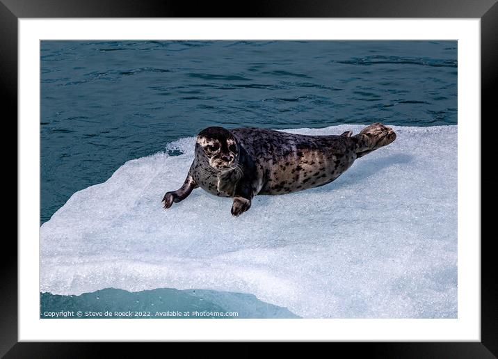 Baby Seal On Ice Framed Mounted Print by Steve de Roeck