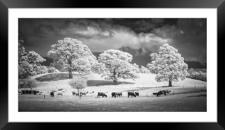 Grazing herd. Framed Mounted Print by Bill Allsopp