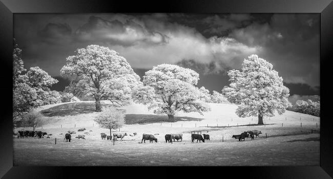 Grazing herd. Framed Print by Bill Allsopp