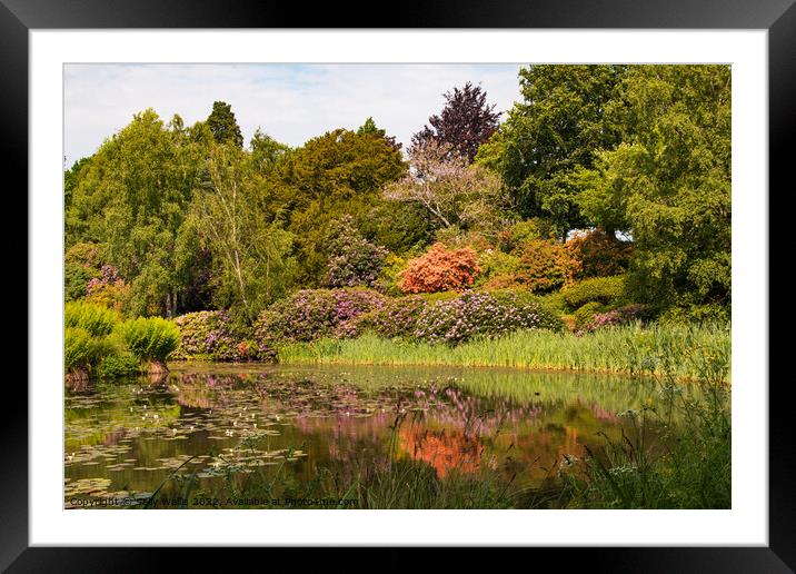 Reflected Rhododendrons Framed Mounted Print by Sally Wallis