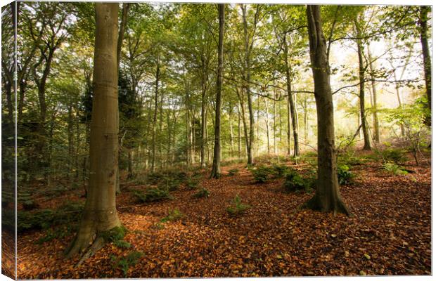Fallen leaves in Friston Forest Canvas Print by Sally Wallis