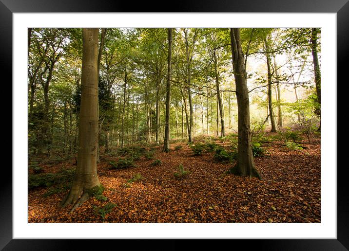 Fallen leaves in Friston Forest Framed Mounted Print by Sally Wallis