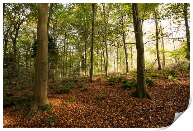 Fallen leaves in Friston Forest Print by Sally Wallis