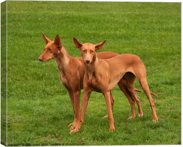 Two Pharaoh Hounds Canvas Print by Sally Wallis