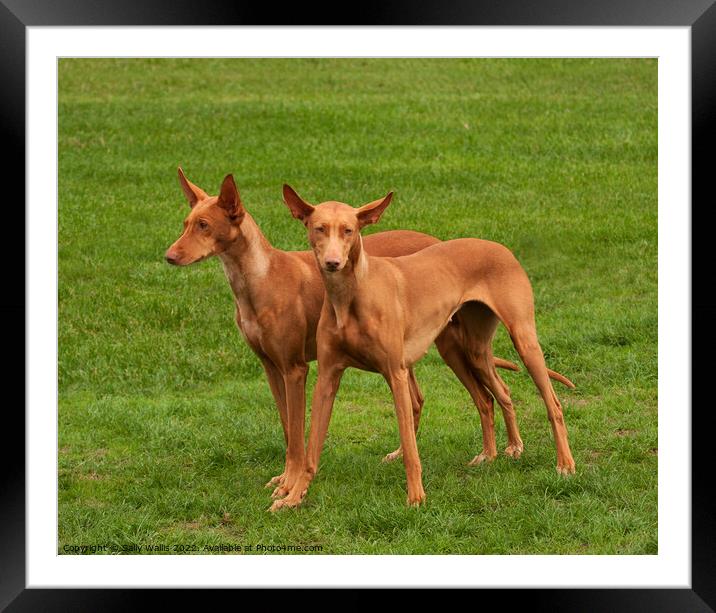 Two Pharaoh Hounds Framed Mounted Print by Sally Wallis