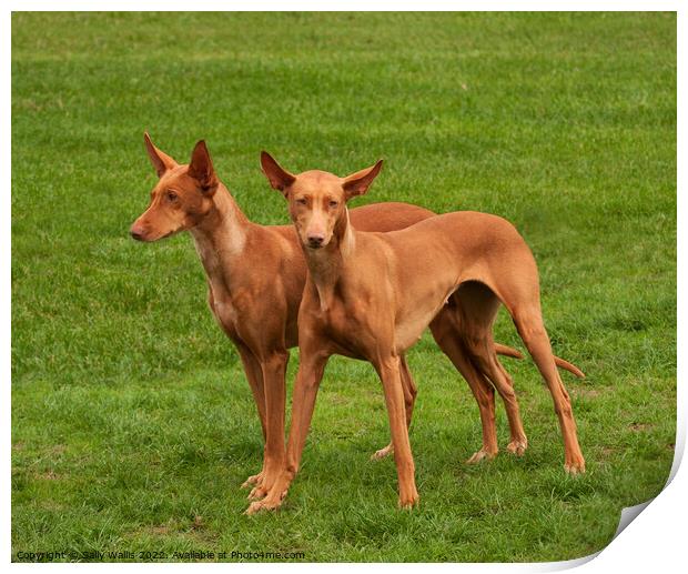 Two Pharaoh Hounds Print by Sally Wallis