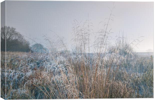 Winter dawn. Canvas Print by Bill Allsopp