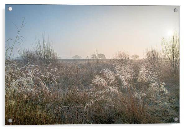 Frost on grass. Acrylic by Bill Allsopp