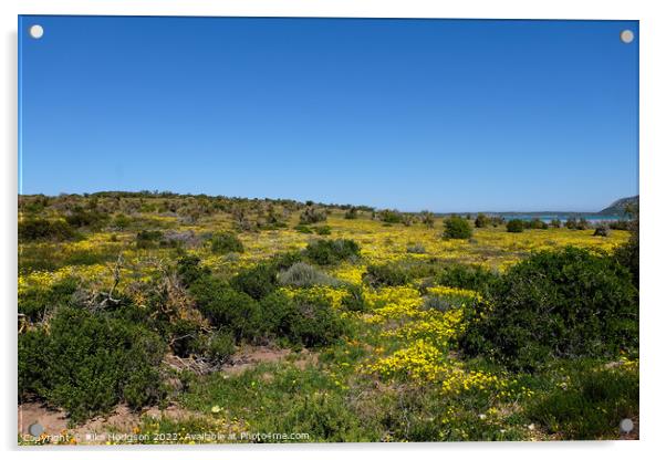 West coast national park, South Africa, landscape Acrylic by Rika Hodgson