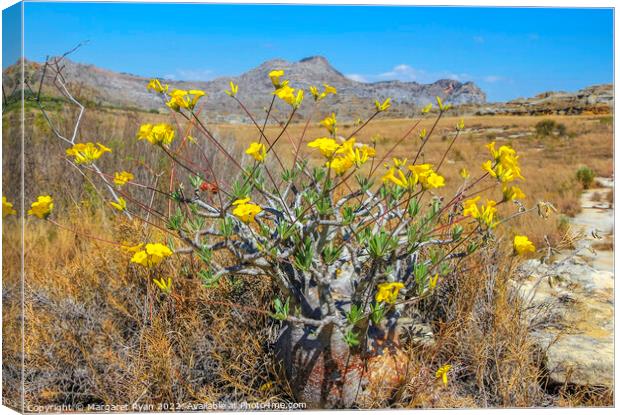 Yellow Sunshine in the Wild Canvas Print by Margaret Ryan