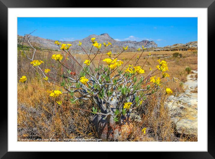 Yellow Sunshine in the Wild Framed Mounted Print by Margaret Ryan