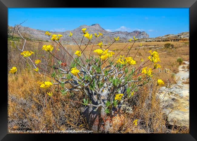 Yellow Sunshine in the Wild Framed Print by Margaret Ryan