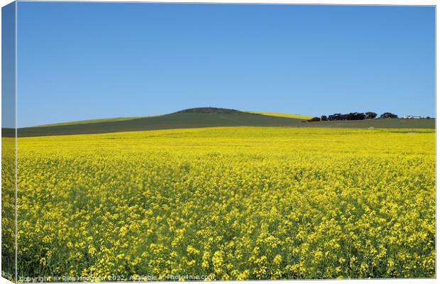Canola Fields, Darling, South Africa,Landscape Canvas Print by Rika Hodgson