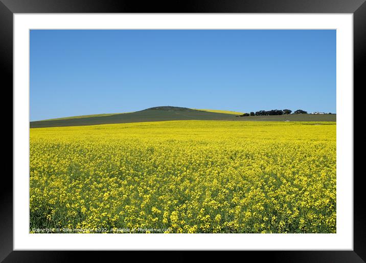 Canola Fields, Darling, South Africa,Landscape Framed Mounted Print by Rika Hodgson