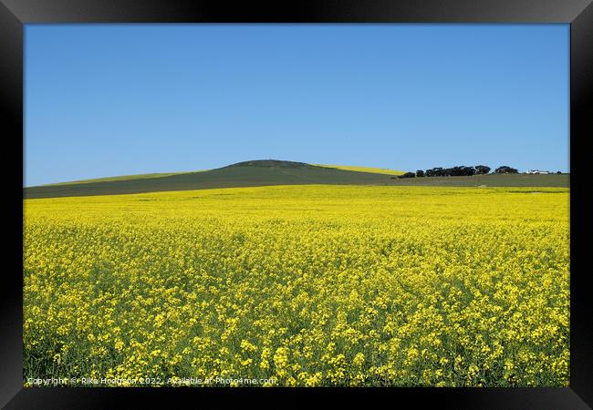 Canola Fields, Darling, South Africa,Landscape Framed Print by Rika Hodgson