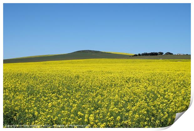 Canola Fields, Darling, South Africa,Landscape Print by Rika Hodgson