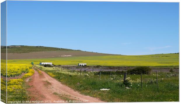 Canola Farm, Darling, Landscape, South Africa  Canvas Print by Rika Hodgson