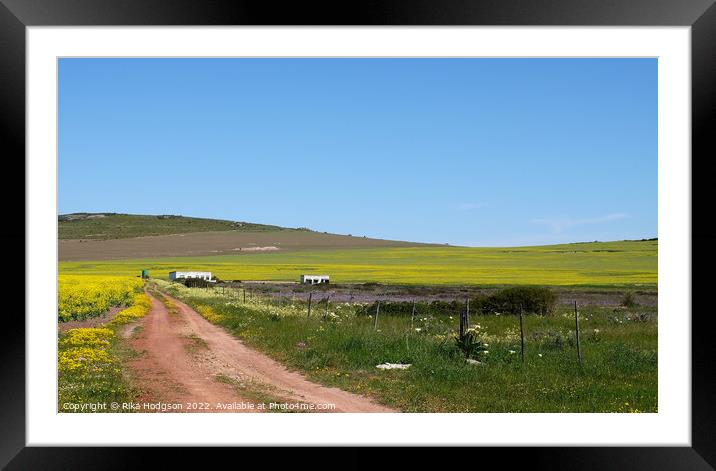 Canola Farm, Darling, Landscape, South Africa  Framed Mounted Print by Rika Hodgson